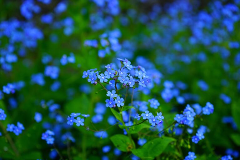 forget-me-nots-1365857_1280